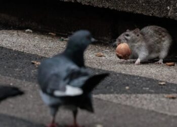 The GOP billionaire behind the biggest political gift in U.S. history could be sued for allegedly fueling a Chicago rat infestation