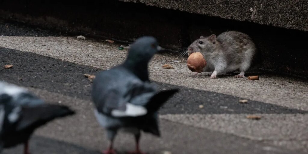 The GOP billionaire behind the biggest political gift in U.S. history could be sued for allegedly fueling a Chicago rat infestation