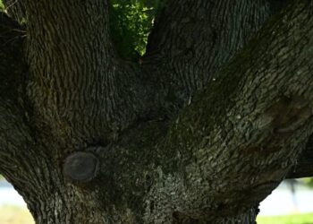 Judge Prohibits Further Tree Cutting at East Potomac Golf Course for Two Weeks