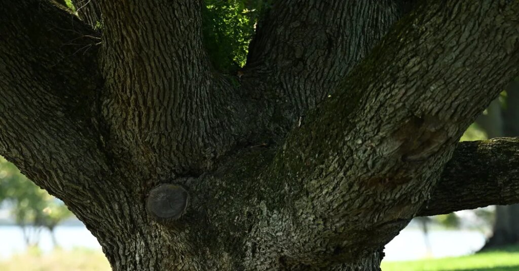 Judge Prohibits Further Tree Cutting at East Potomac Golf Course for Two Weeks