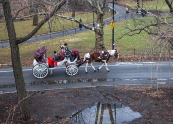 City Council Speaker and Mamdani Agree on Horse-Drawn Carriage Ban