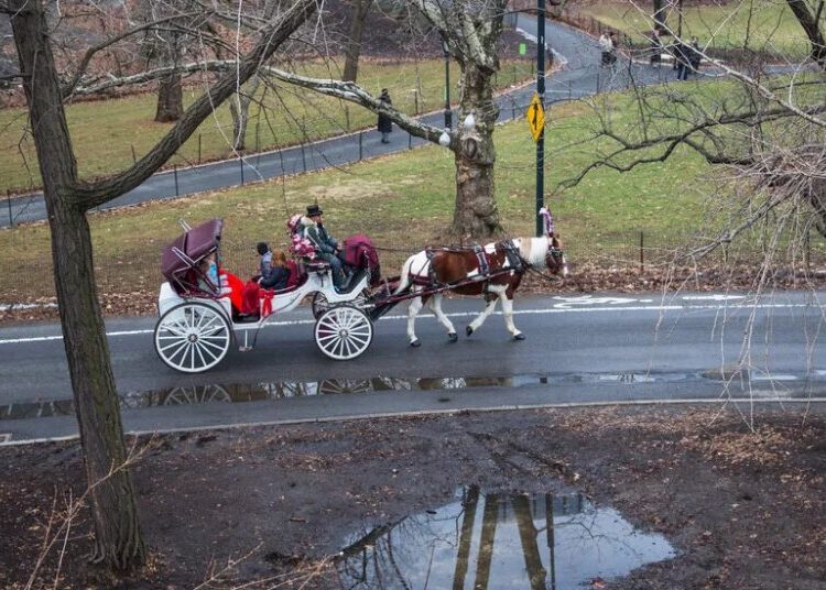 City Council Speaker and Mamdani Agree on Horse-Drawn Carriage Ban