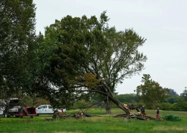 Judge invokes Lorax in scathing ruling blocking Trump’s golf course tree-razing