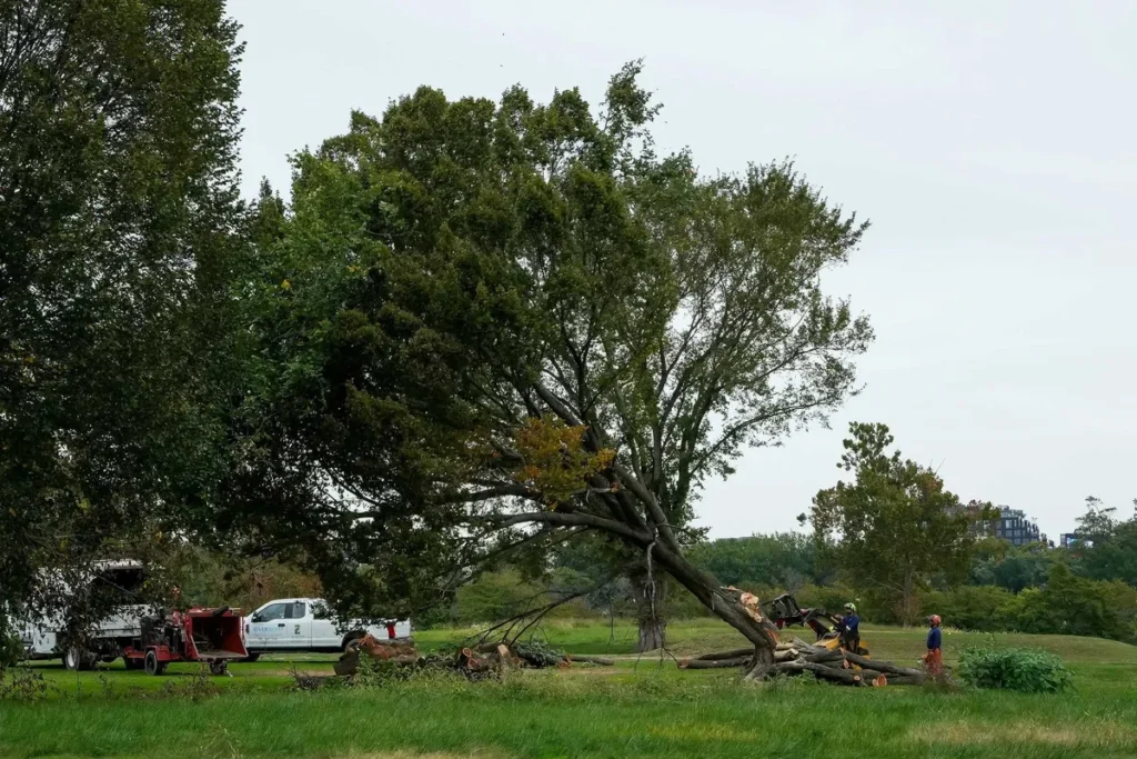 Judge invokes Lorax in scathing ruling blocking Trump’s golf course tree-razing