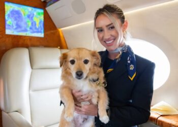 New York’s favorite pet airline: how British-based K9 JETS is changing the way we travel with our pets