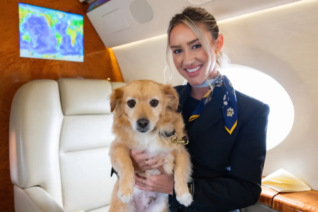 New York’s favorite pet airline: how British-based K9 JETS is changing the way we travel with our pets
