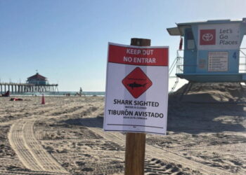 ‘Aggressive’ great white shark seen in waters off Huntington Beach. Keep out, officials say
