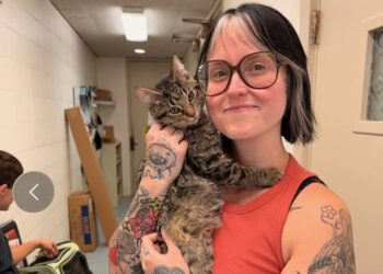 Injured kitten with a wheelchair made from toy cars gets adopted