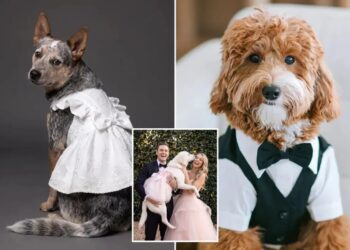 $300 doggie wedding gowns debut in the first David’s Bridal pet wedding collection: ‘They are family’