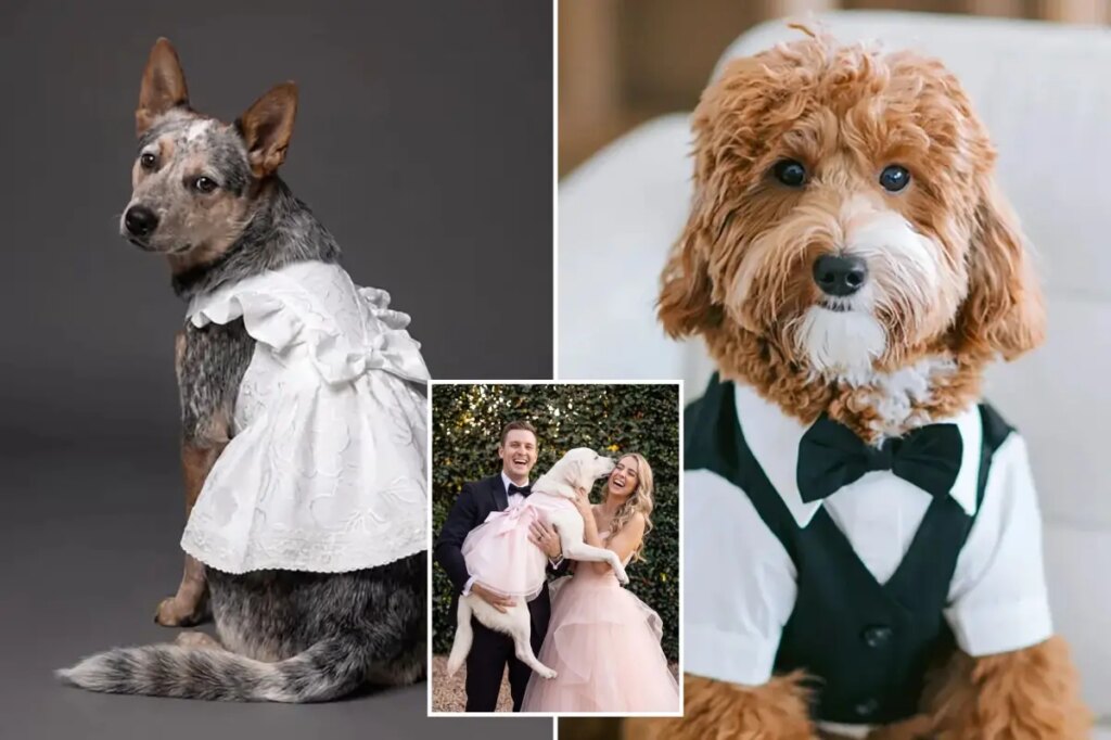 $300 doggie wedding gowns debut in the first David’s Bridal pet wedding collection: ‘They are family’