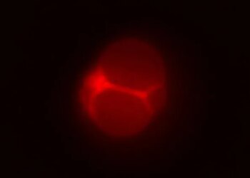 They Created a Cell That’s Almost Alive. What to Do With It Now?