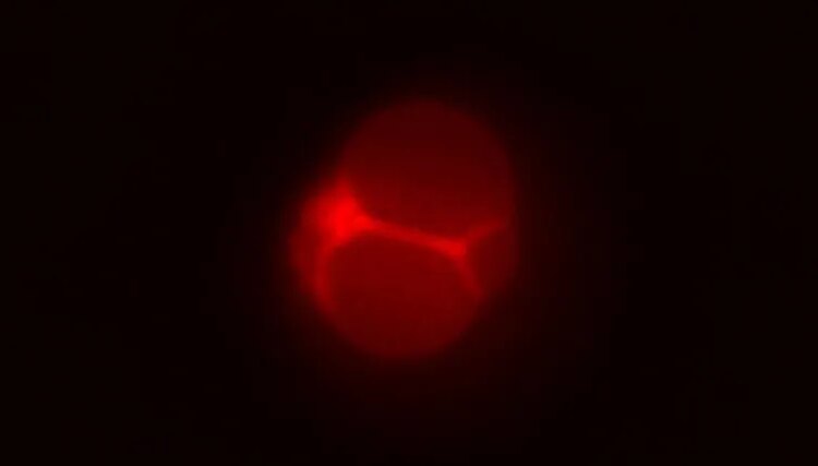 They Created a Cell That’s Almost Alive. What to Do With It Now?