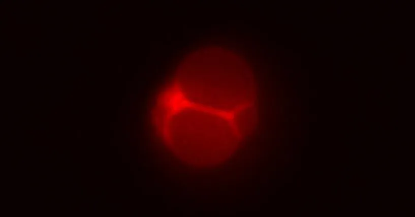 They Created a Cell That’s Almost Alive. What to Do With It Now?