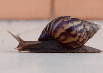 Nine-Inch Snails