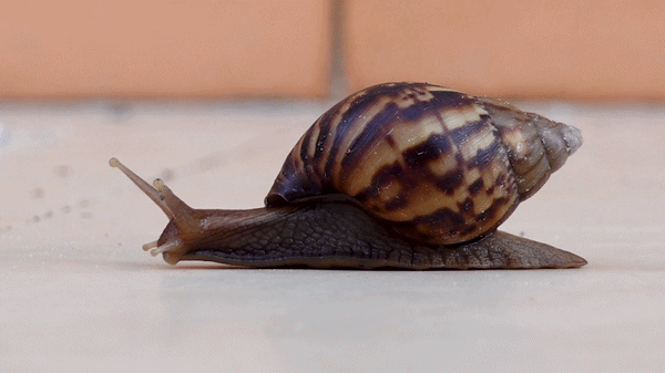 Nine-Inch Snails