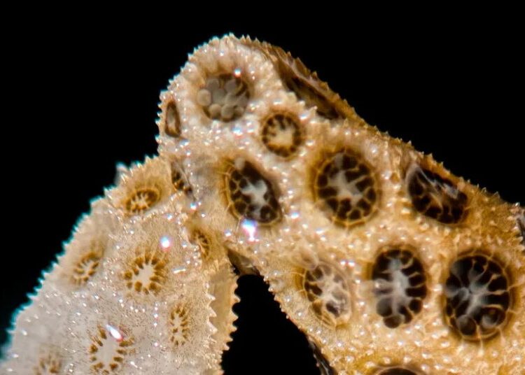 To Heal These Bleached Corals, All It Took Was a Little Touch