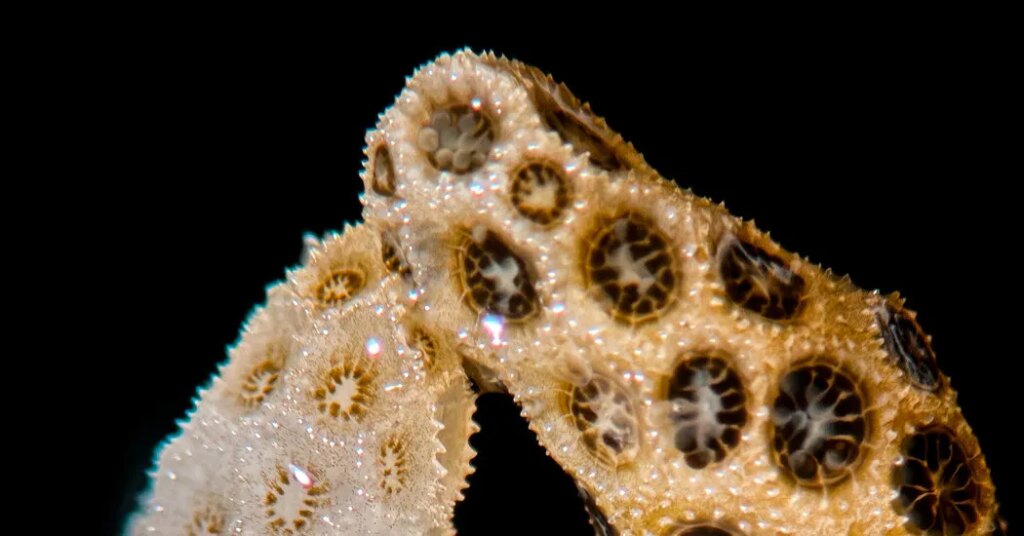 To Heal These Bleached Corals, All It Took Was a Little Touch