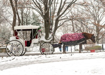 New York to ban Central Park’s horse-drawn carriages after teen’s death