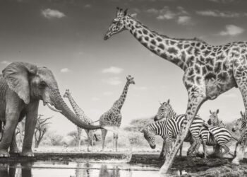 Winners of the Wildlife Photographer of the Year 2026