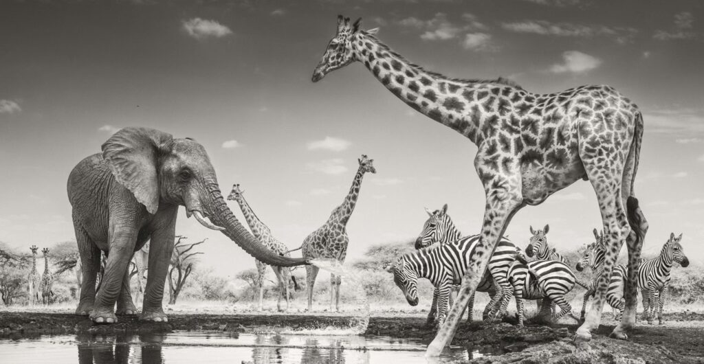 Winners of the Wildlife Photographer of the Year 2026