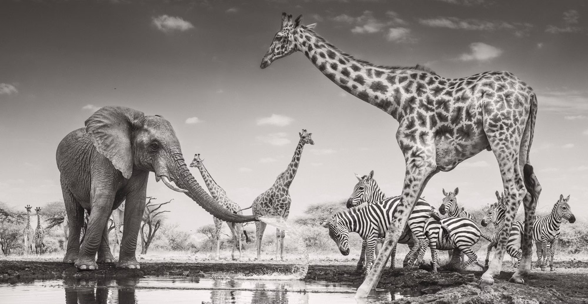 An elephant splashes water toward zebras and a giraffe at a watering hole.