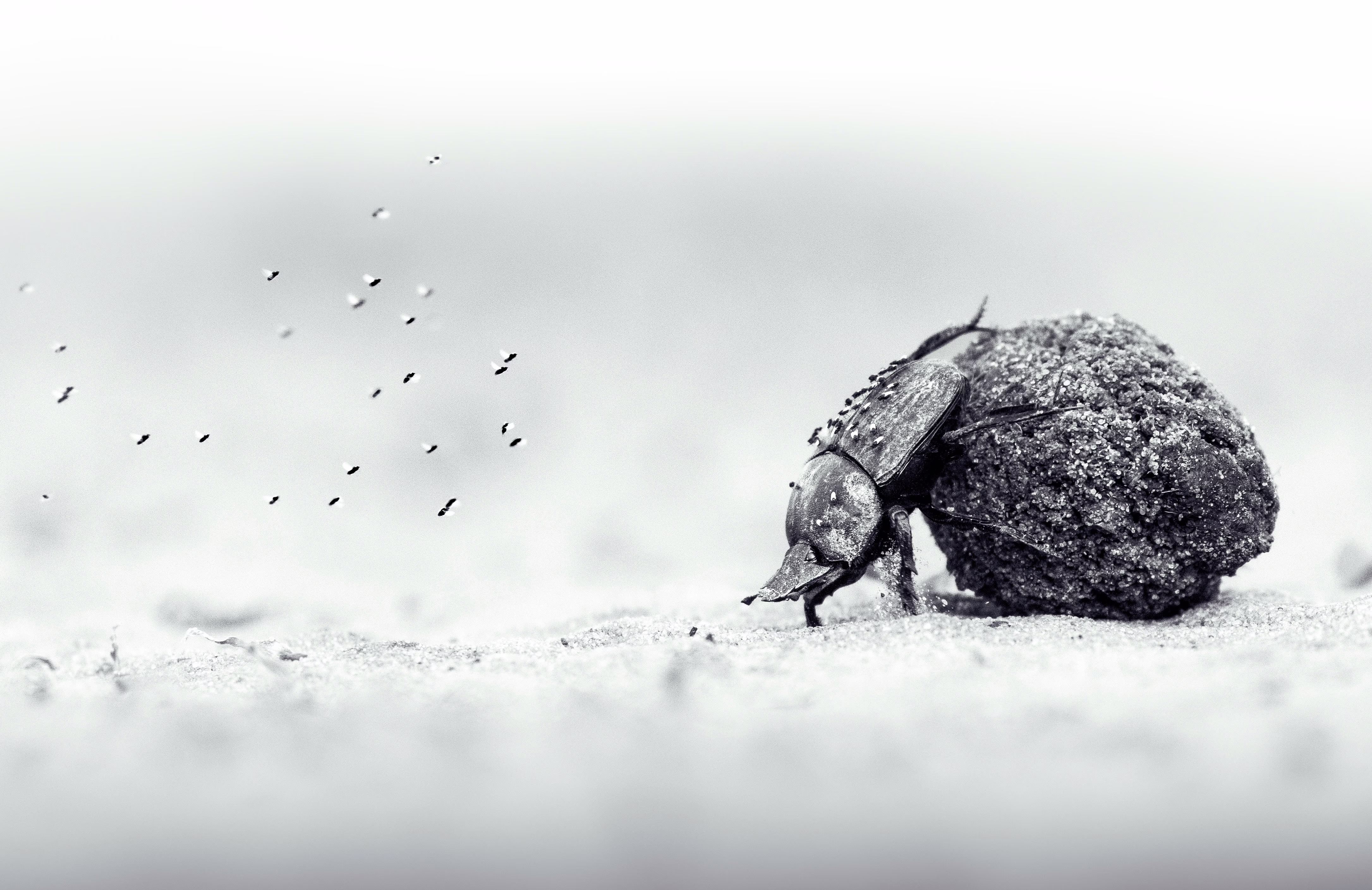 A swarm of tiny flies hovers near a dung beetle that is pushing a clump of dung.