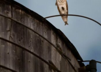 Who’s there? A rare family of barn owls takes over a water tower in Manhattan’s Upper West Side