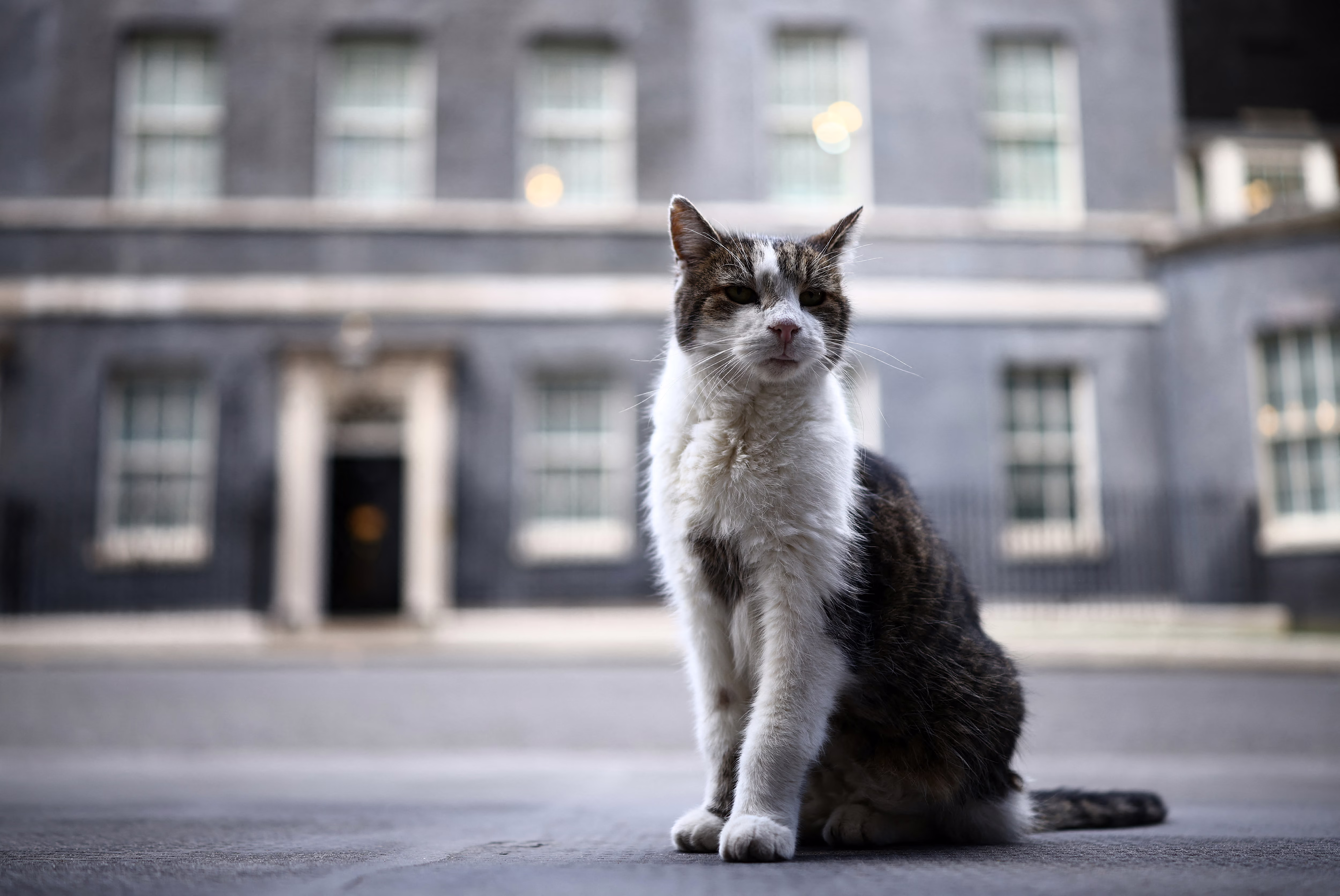 A gray-and-white cat sits outside 10 Downing Street in London.