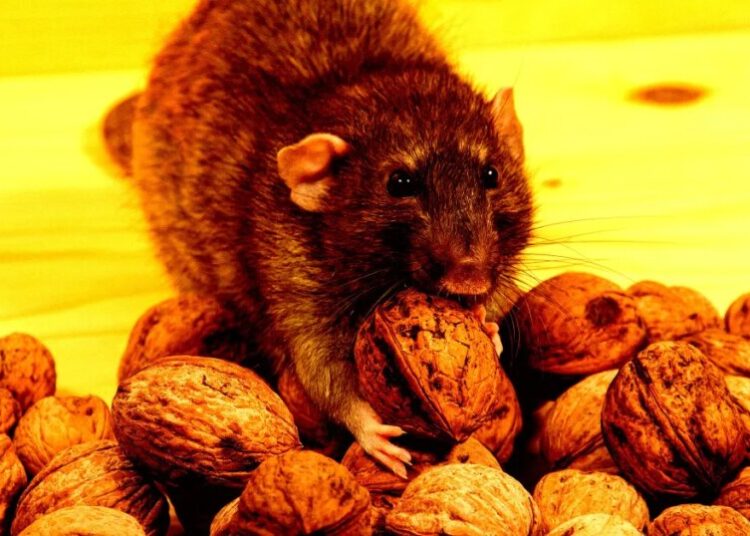 94 Year-Old Electronics Billionaire Accused of Hiring Goons to Infest Chicago With Huge Rat Swarm