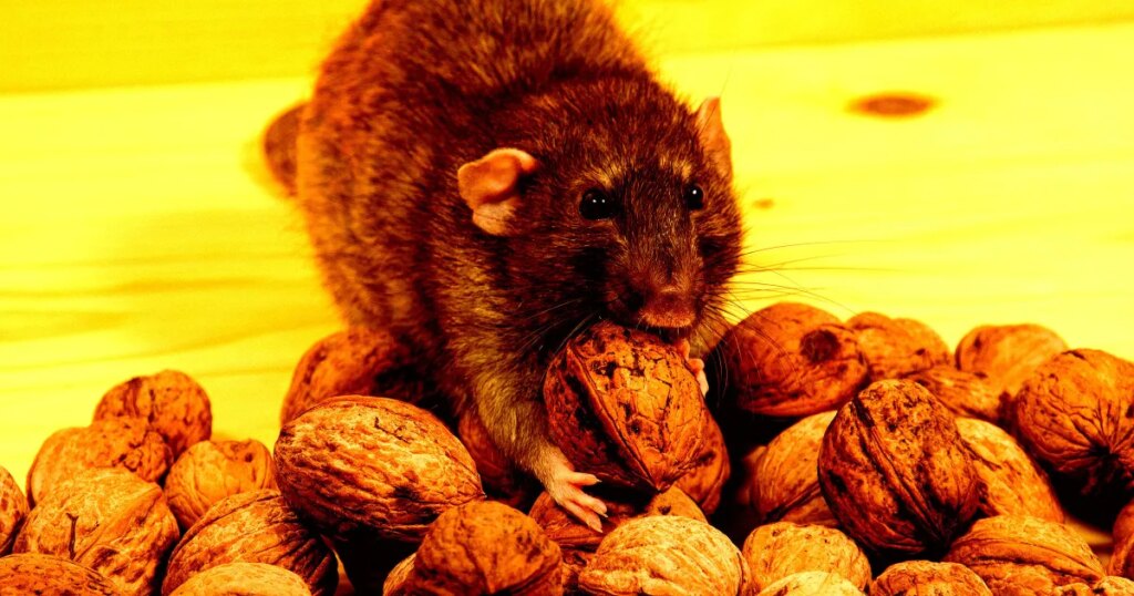 94 Year-Old Electronics Billionaire Accused of Hiring Goons to Infest Chicago With Huge Rat Swarm