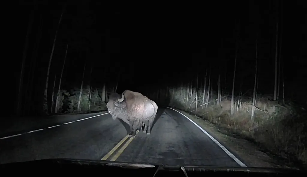 A bison stands on a dark, forested road in the headlights of a car.