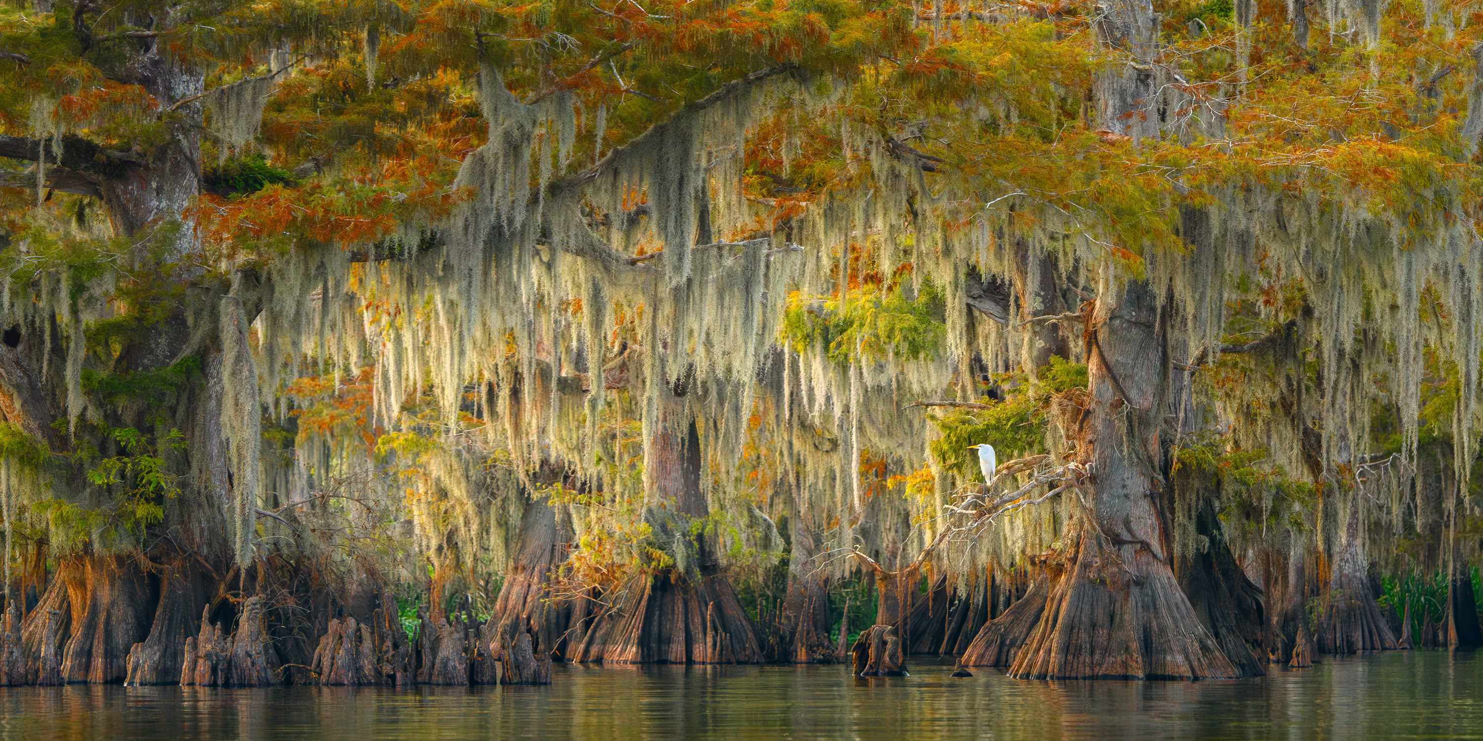 A white egret perches on a branch among many moss-covered swamp Cypress trees.