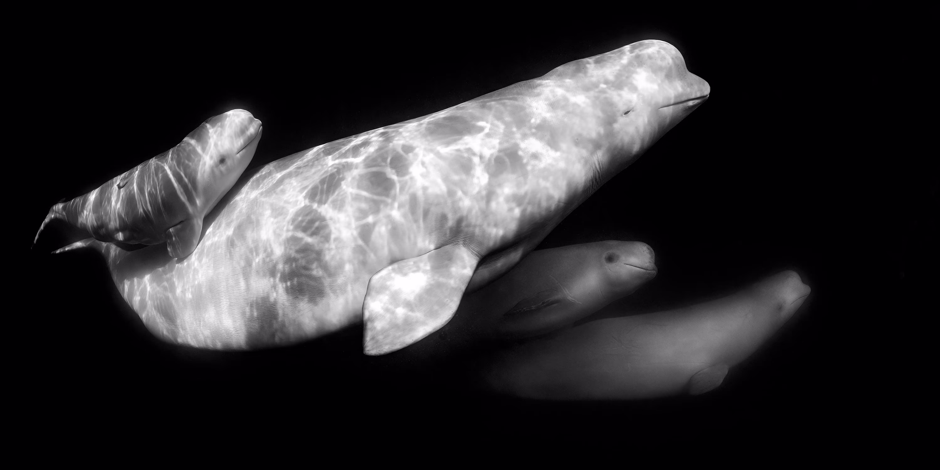 A black-and-white underwater photograph of four beluga whales swimming together