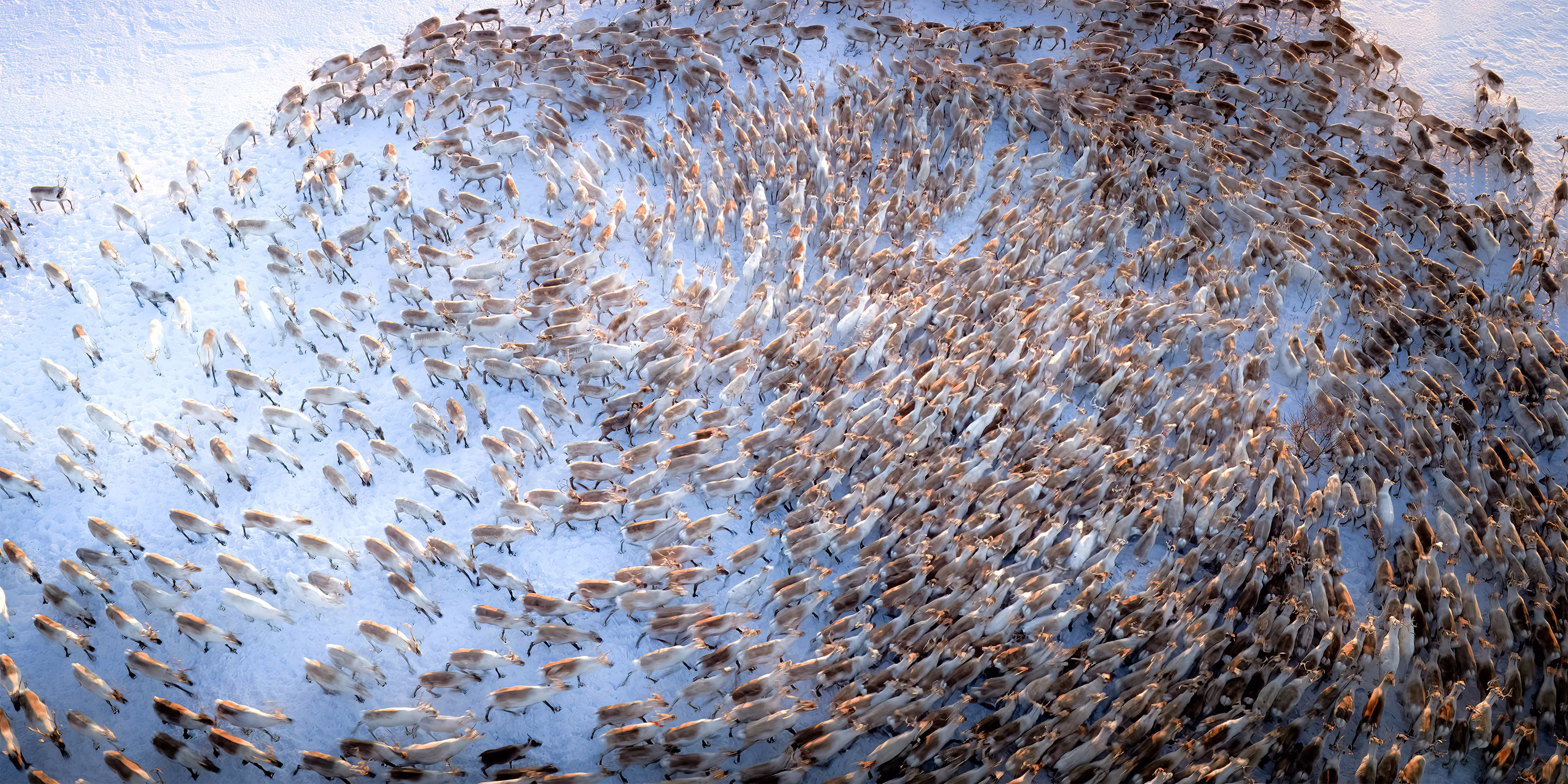 An aerial view of a herd of reindeer moving in concentric circles