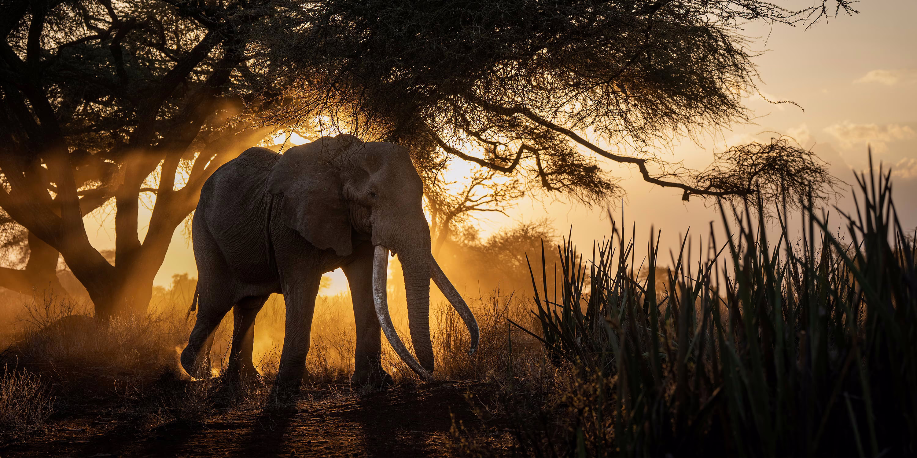 A large elephant walks in front of a low sun among trees and bushes.