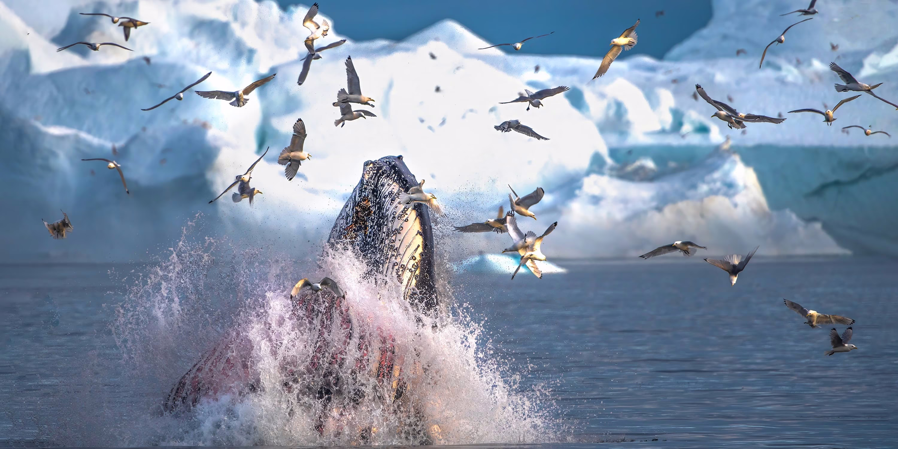 A whale breaches as many seagulls fly nearby, with icebergs visible in the background.