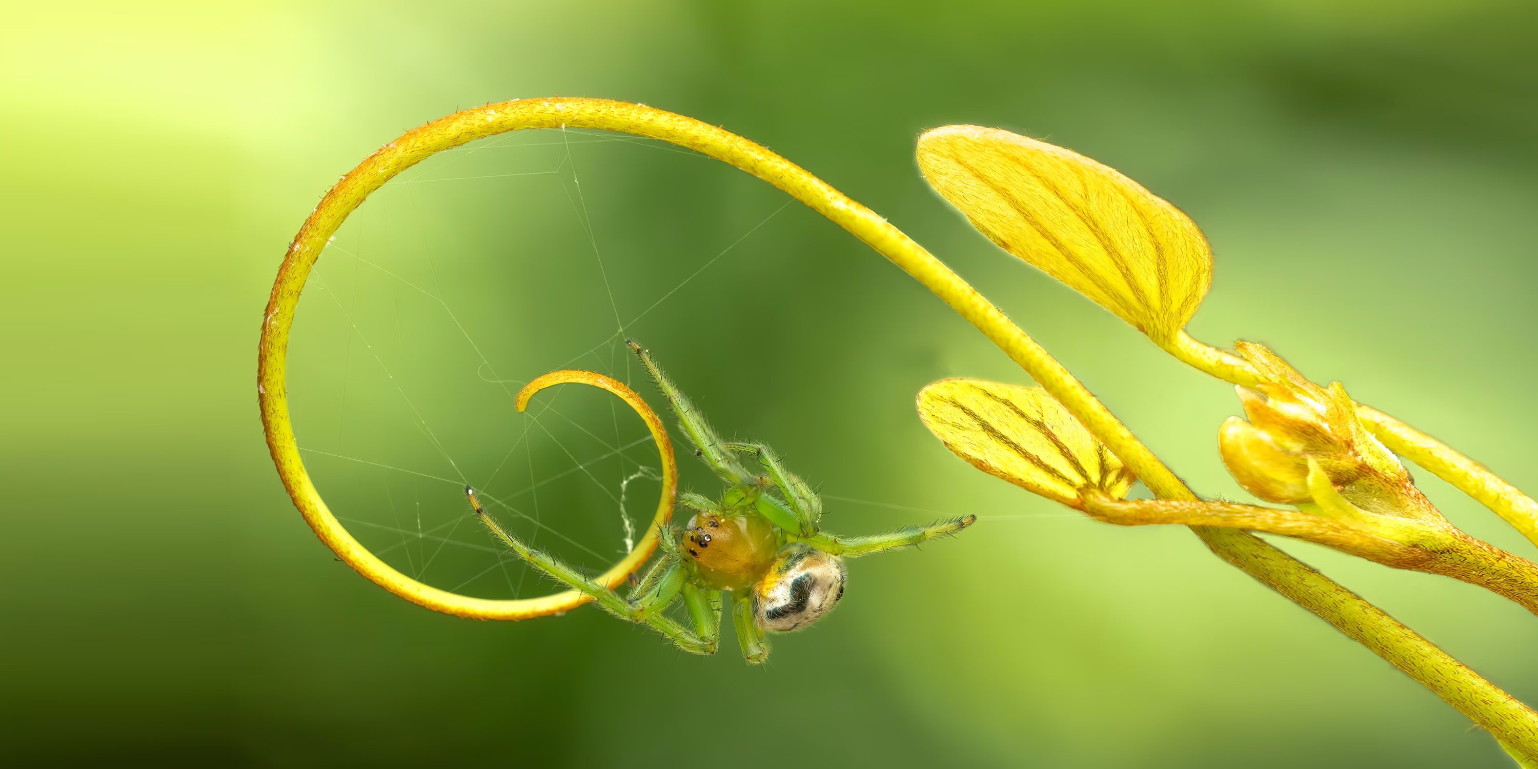 A close view of a greenish spider building a web on the tip of a plant's stalk.