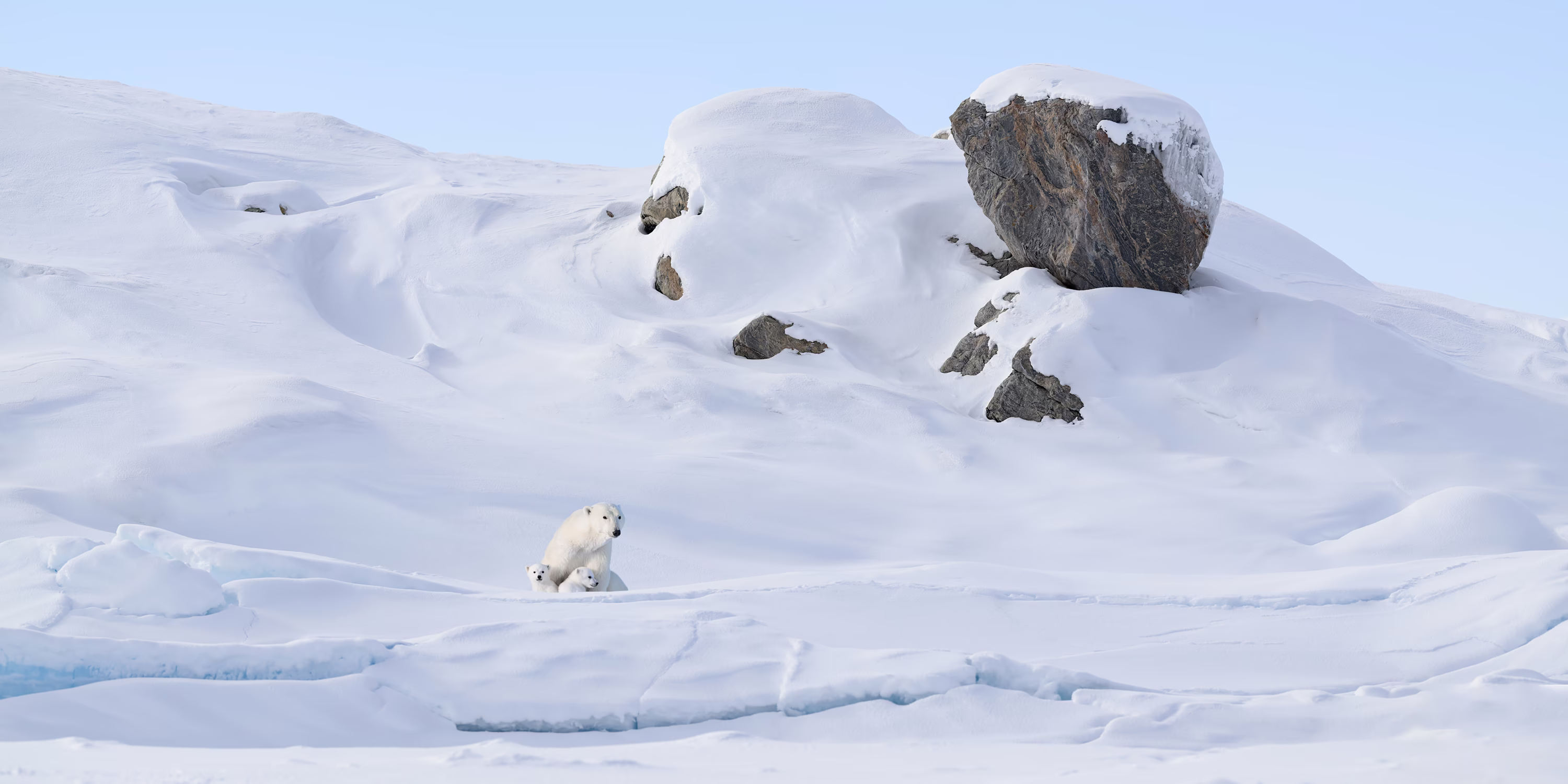 A mother polar bear and two cubs, seen at a distance on a snow-covered hillside