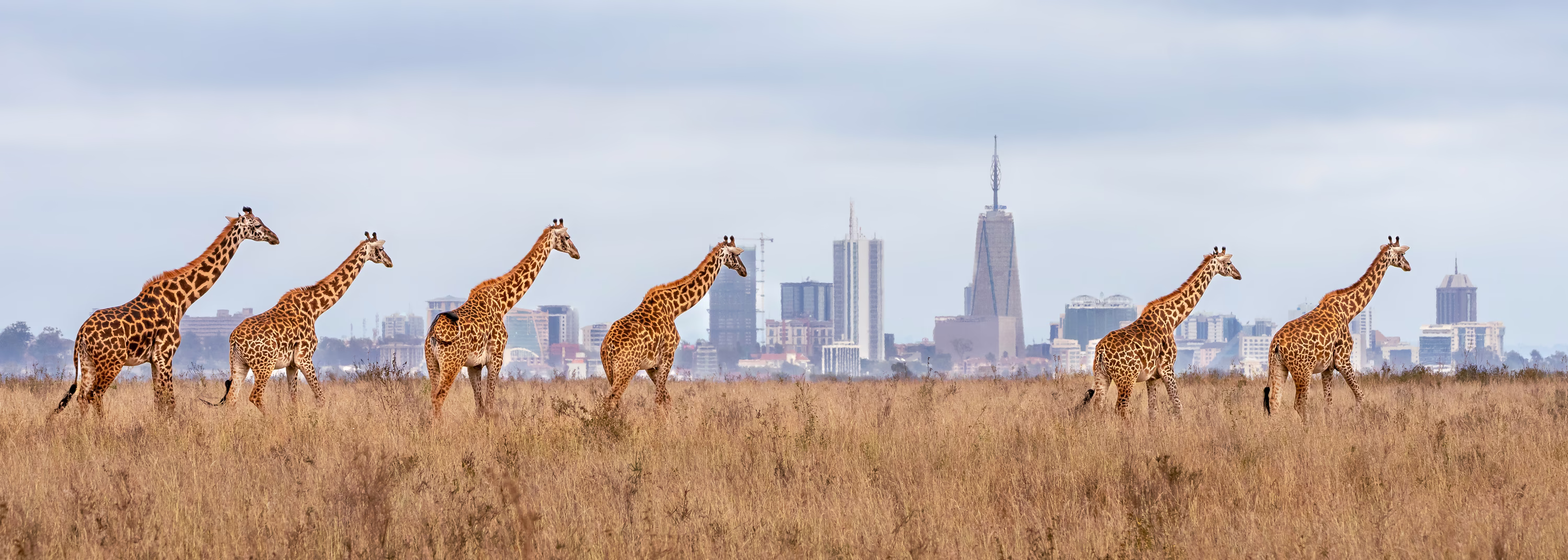 Six giraffes walk in a field with a city skyline visible in the background.