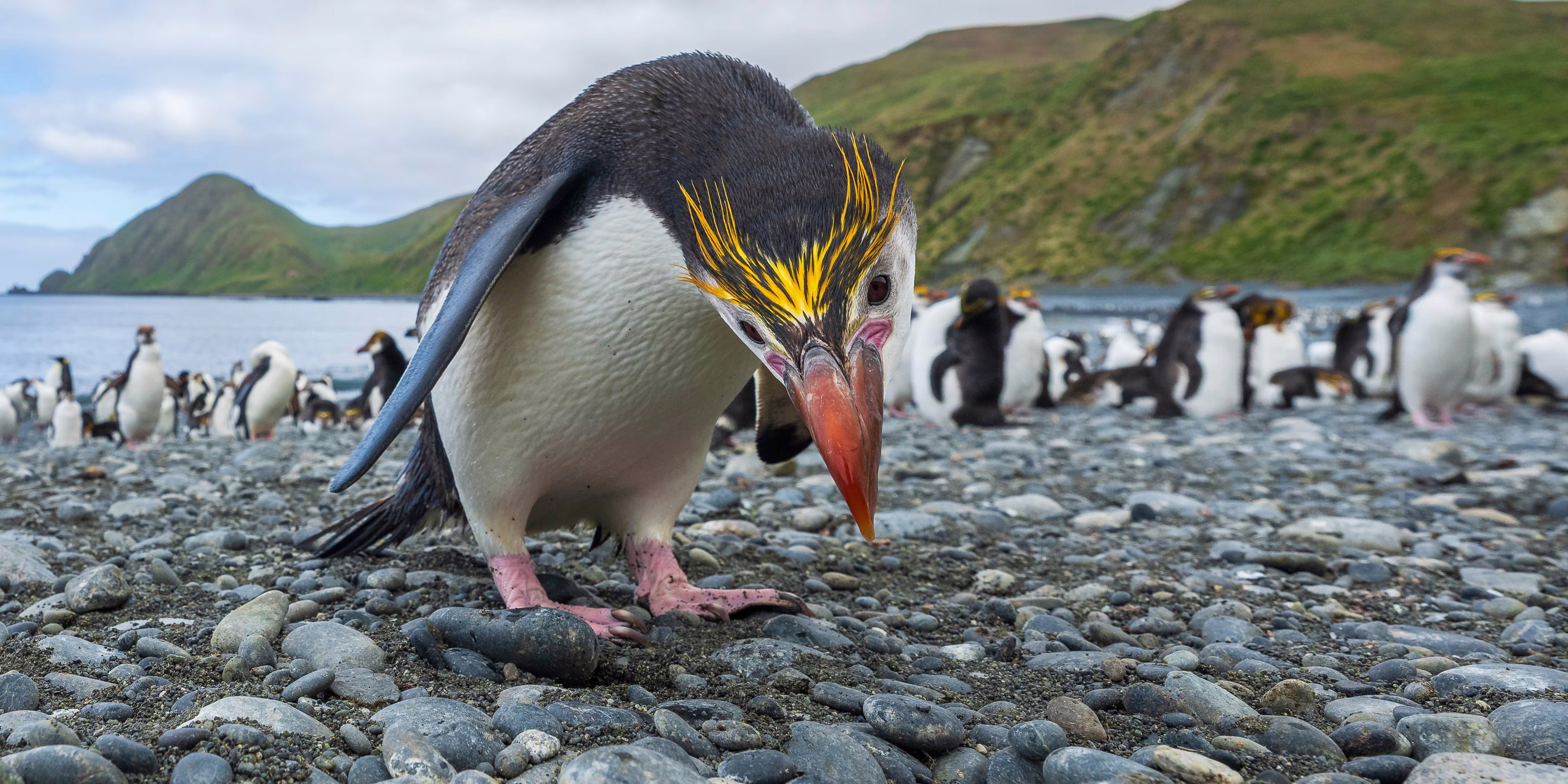 A penguin leans in to look at the camera, standing near a larger group of penguins on a rocky beach.