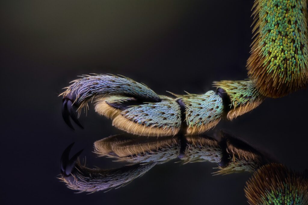 Photographing the Microscopic: Winners of Nikon Small World 2026