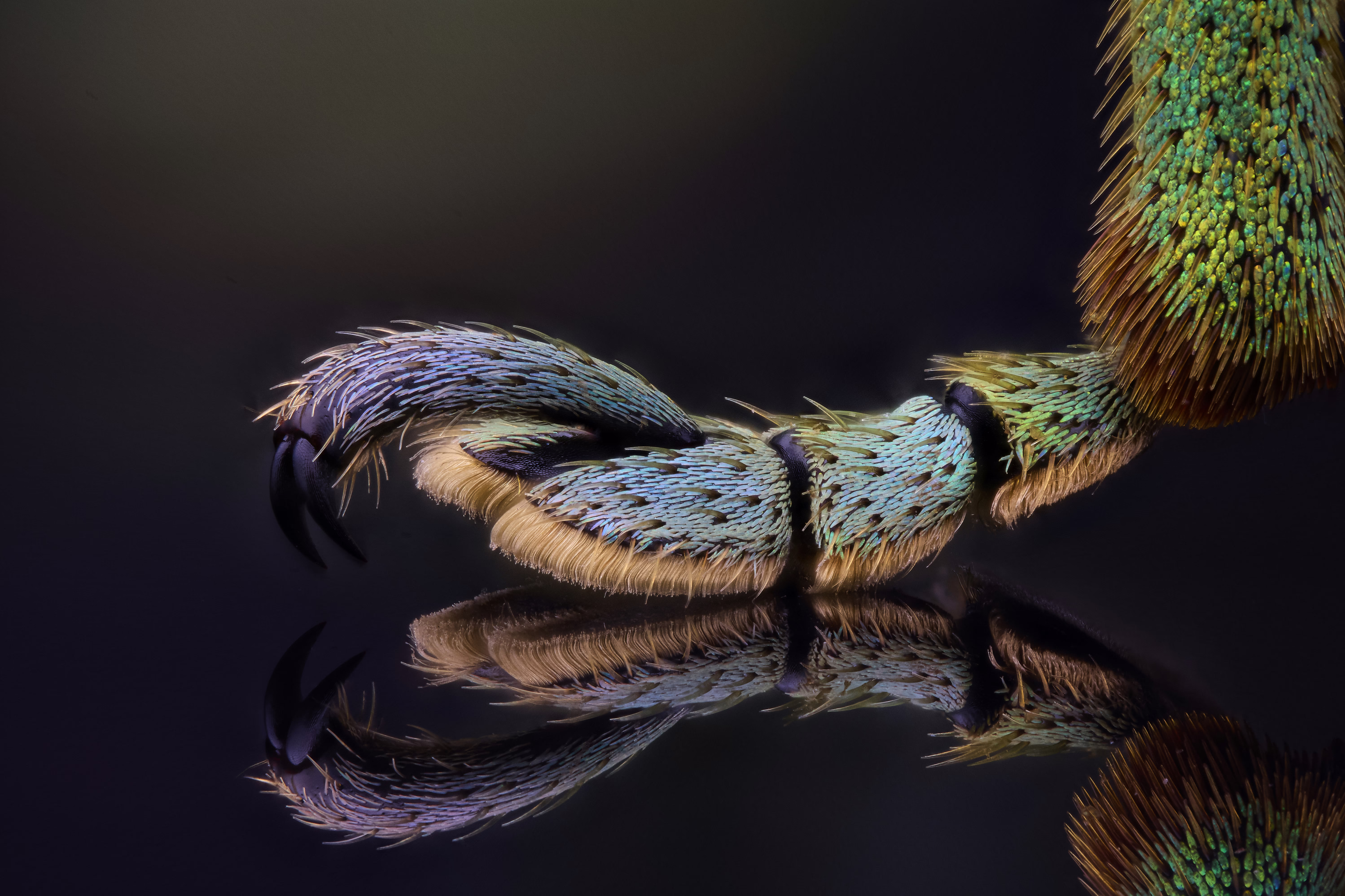 A very close view of the leg of a weevil on a reflective surface