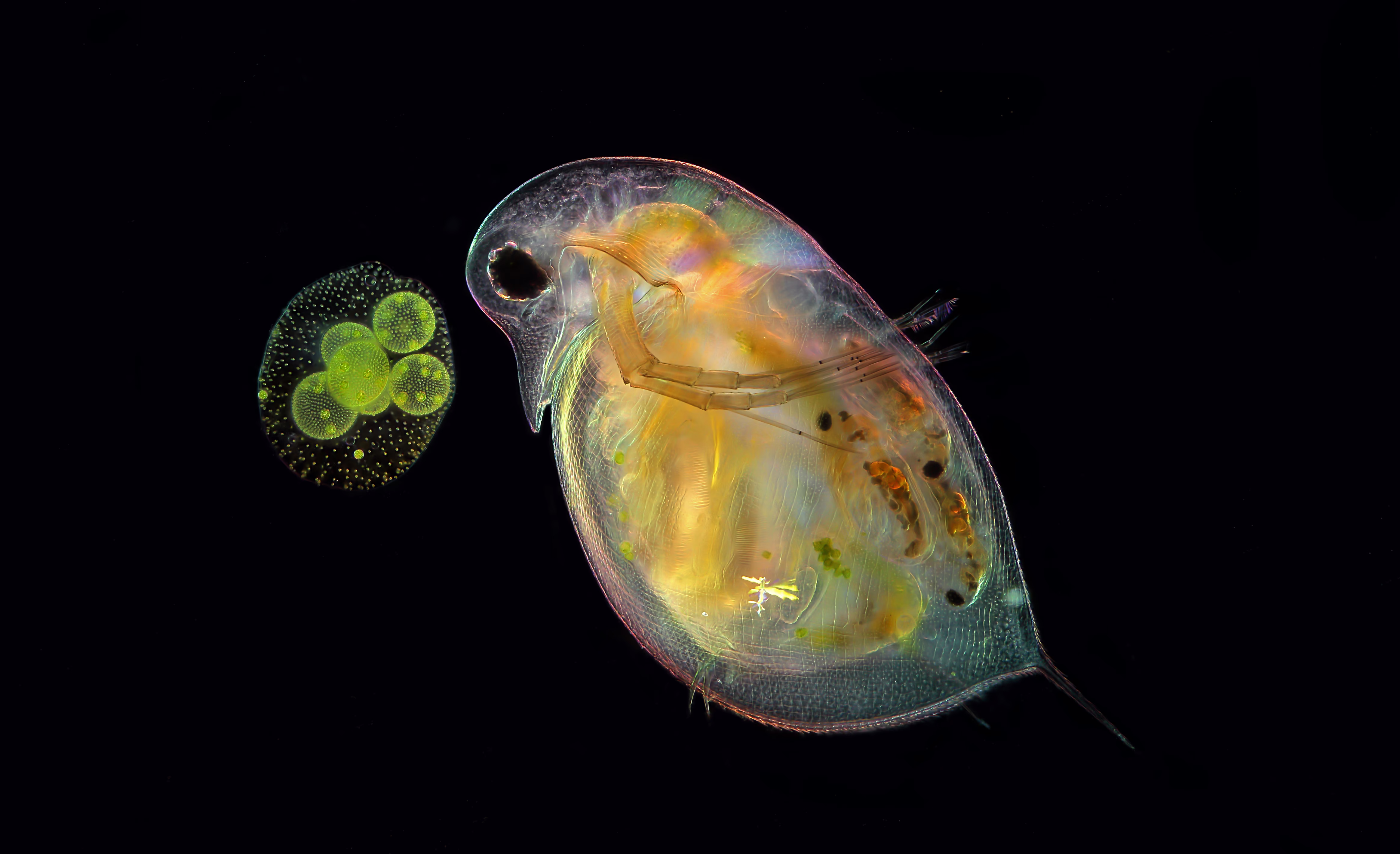 A tiny water flea, near a cluster of green algae