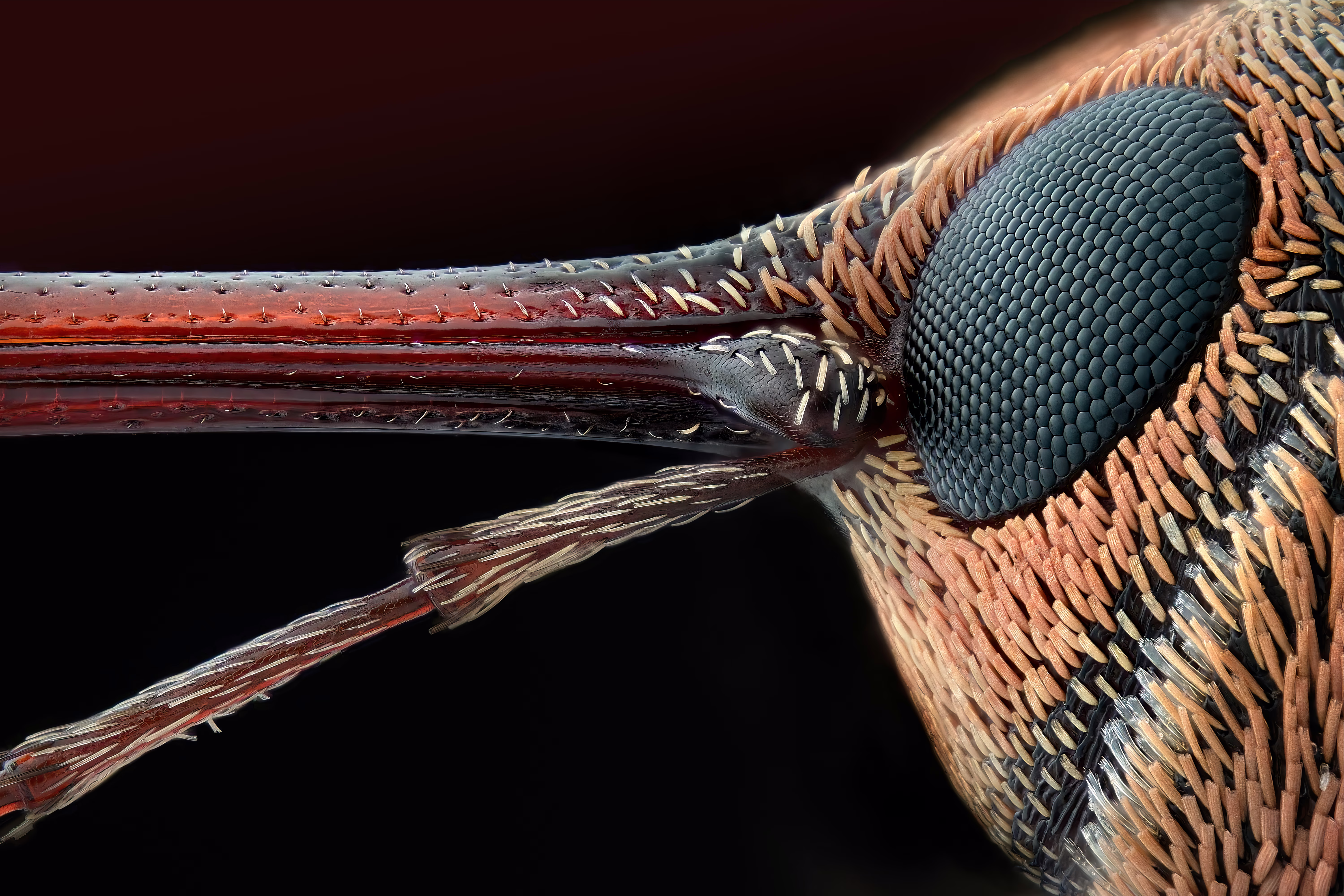 A microscopic close-up of the face of a weevil