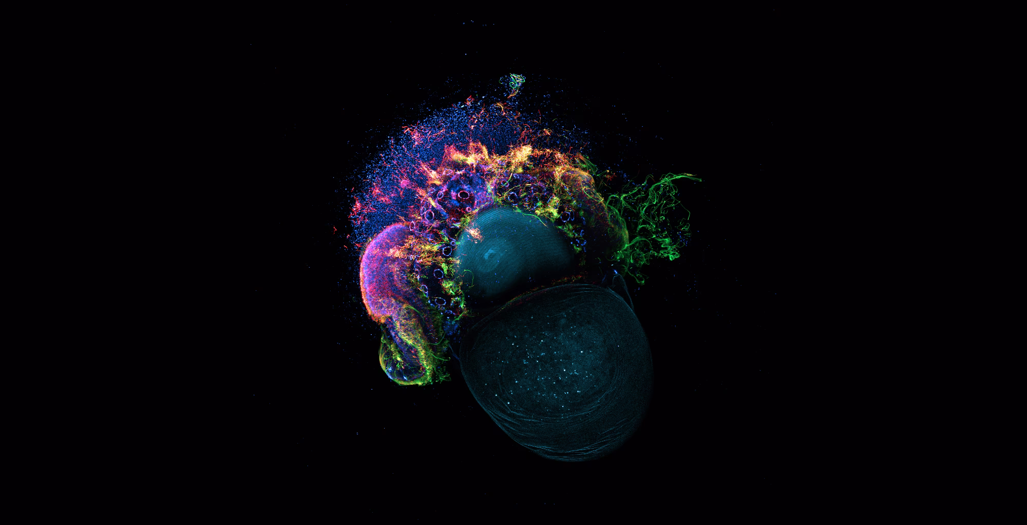 A dark image with a small creature at center, a limpet, with various cell structures illuminated in multiple bright colors
