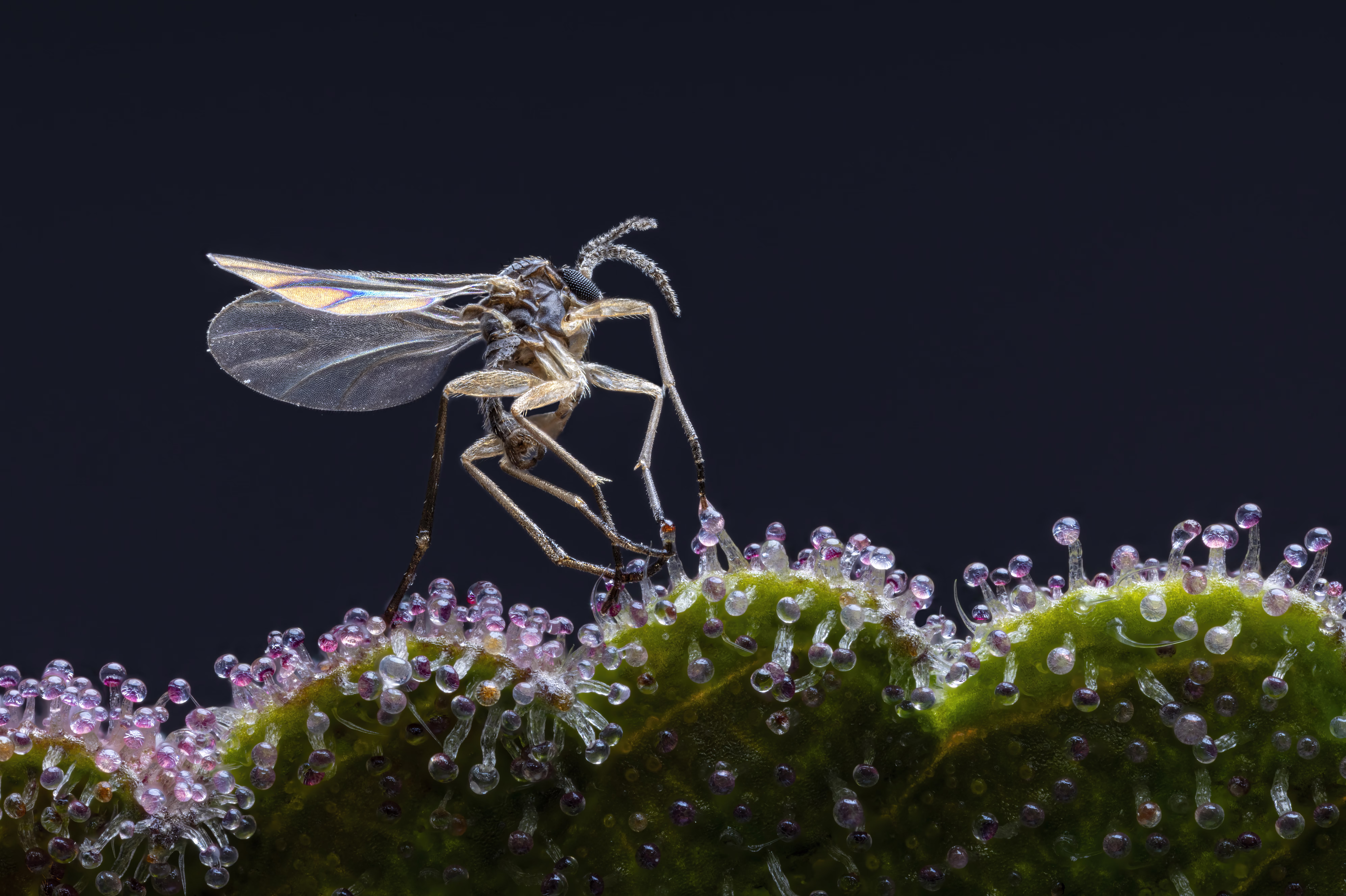 A close view of a gnat caught in sticky structures on a cannabis plant