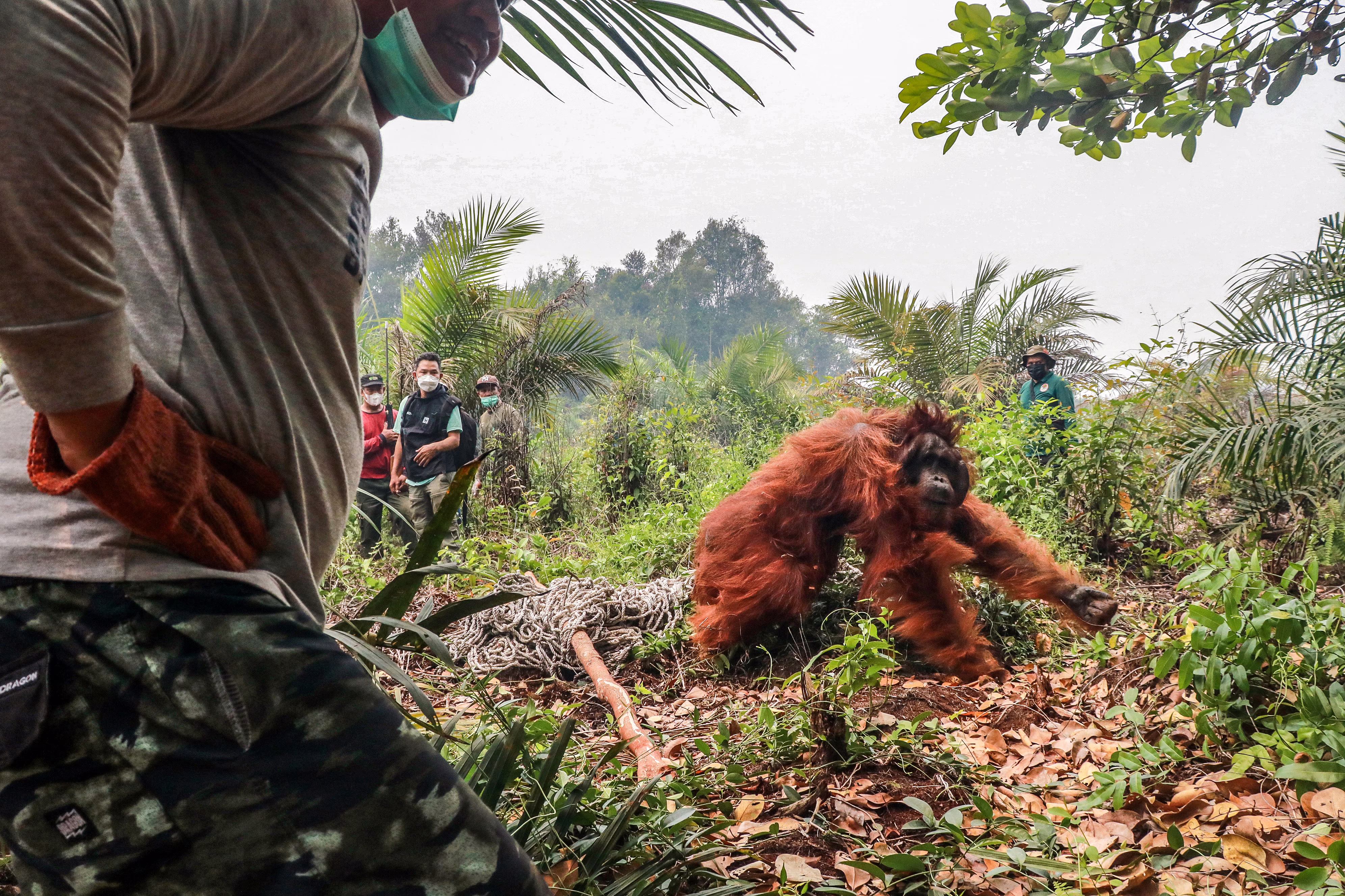 An orangutan tries to escape as people try to capture it during a rescue operation.