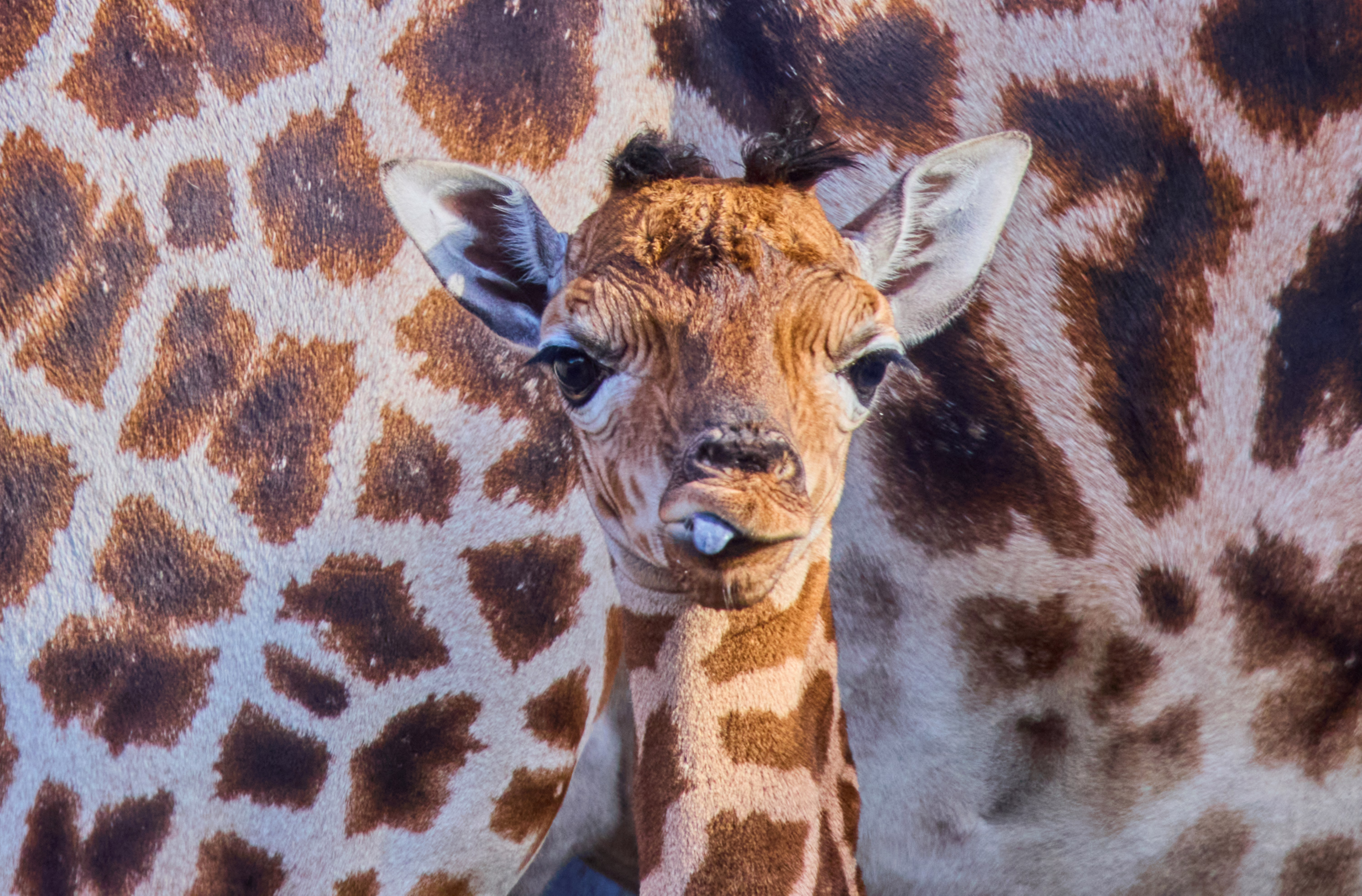 A days-old giraffe stands beside its mother, its tongue poking out of its mouth.