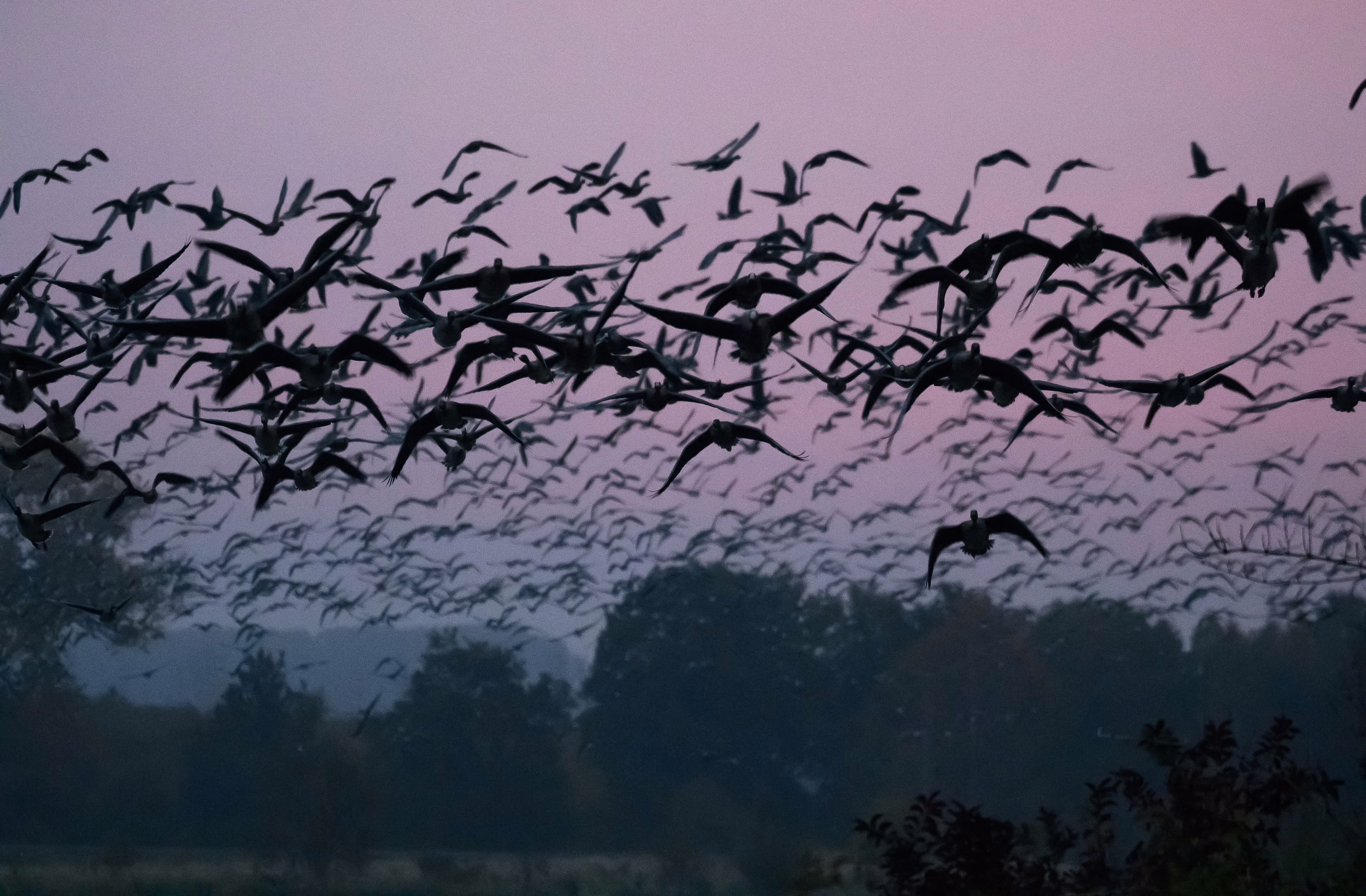 A dense flock of geese, in flight, in early morning light
