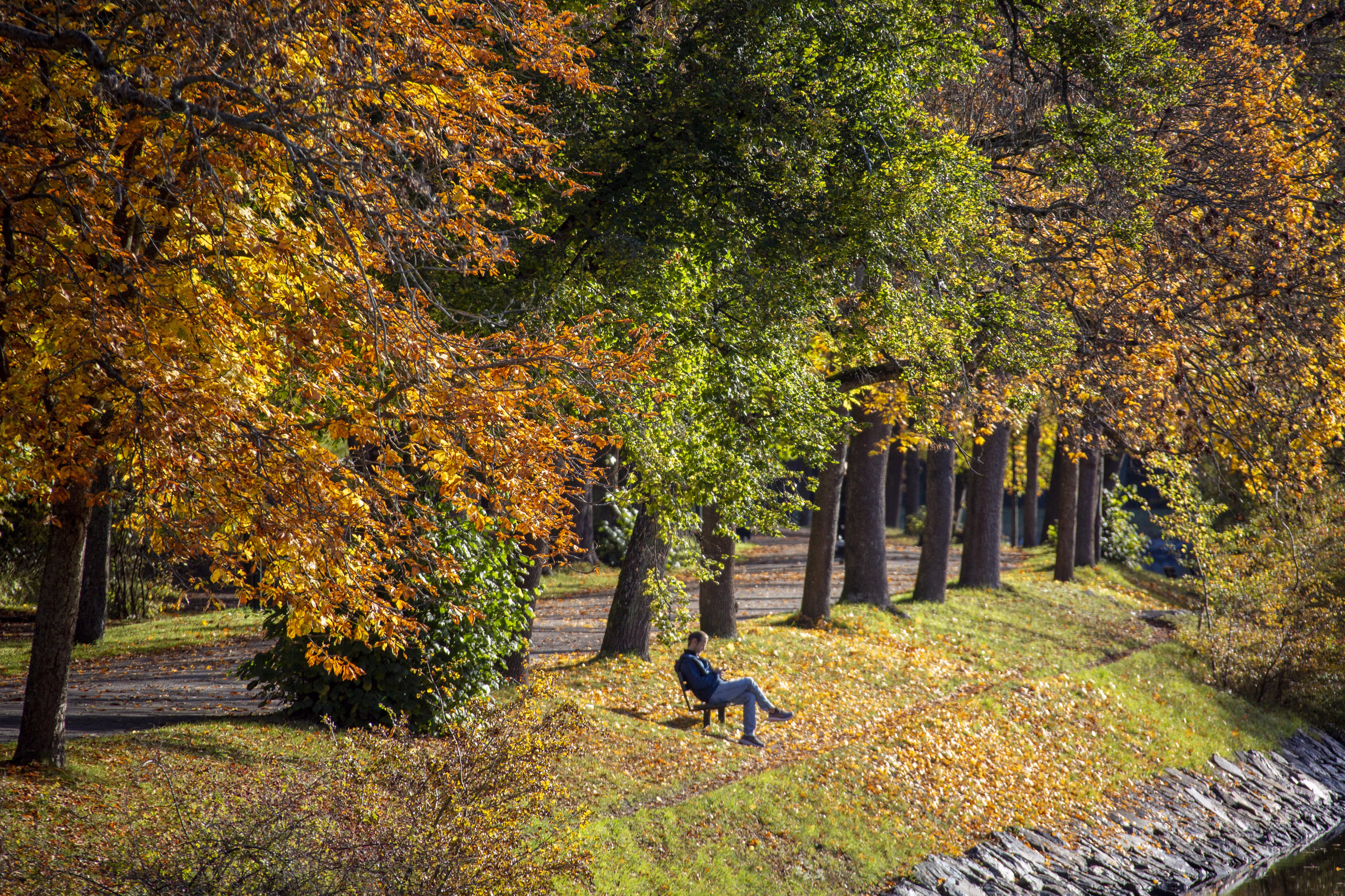 A man sits on a park bench among autumn foliage.